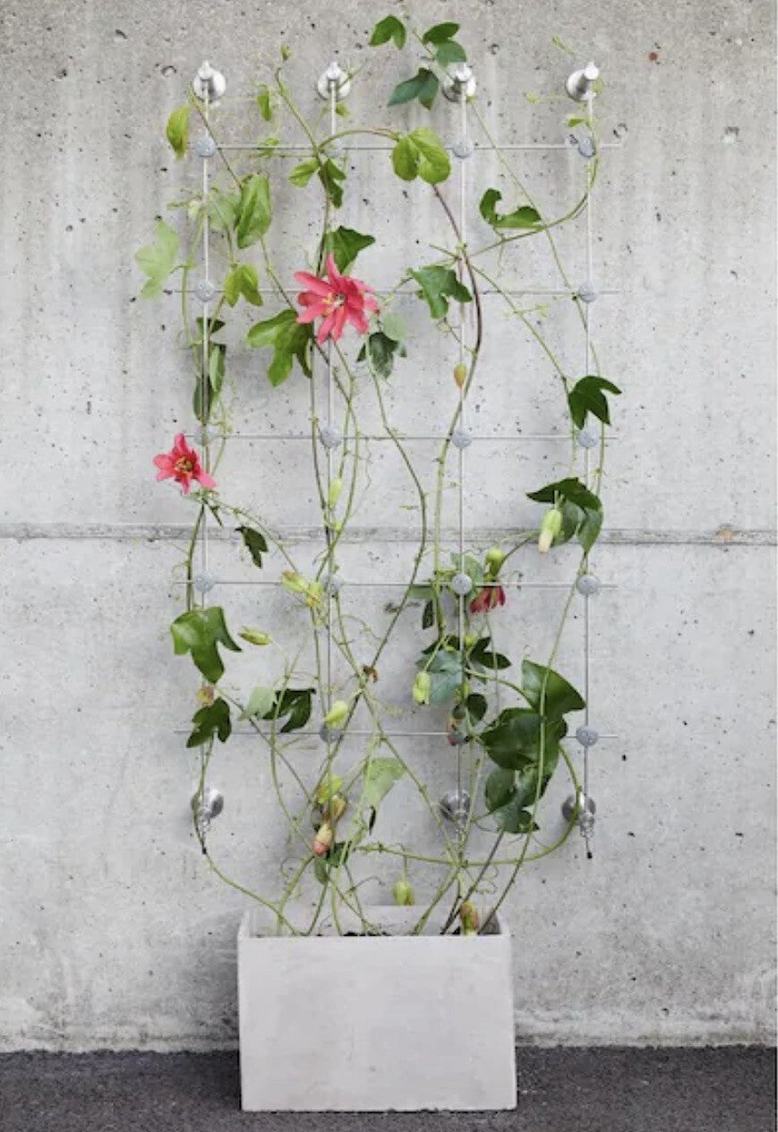 Jakob Rope System GreenKit-4 80 in. x 38 in. Stainless Steel Wall Mount Trellis