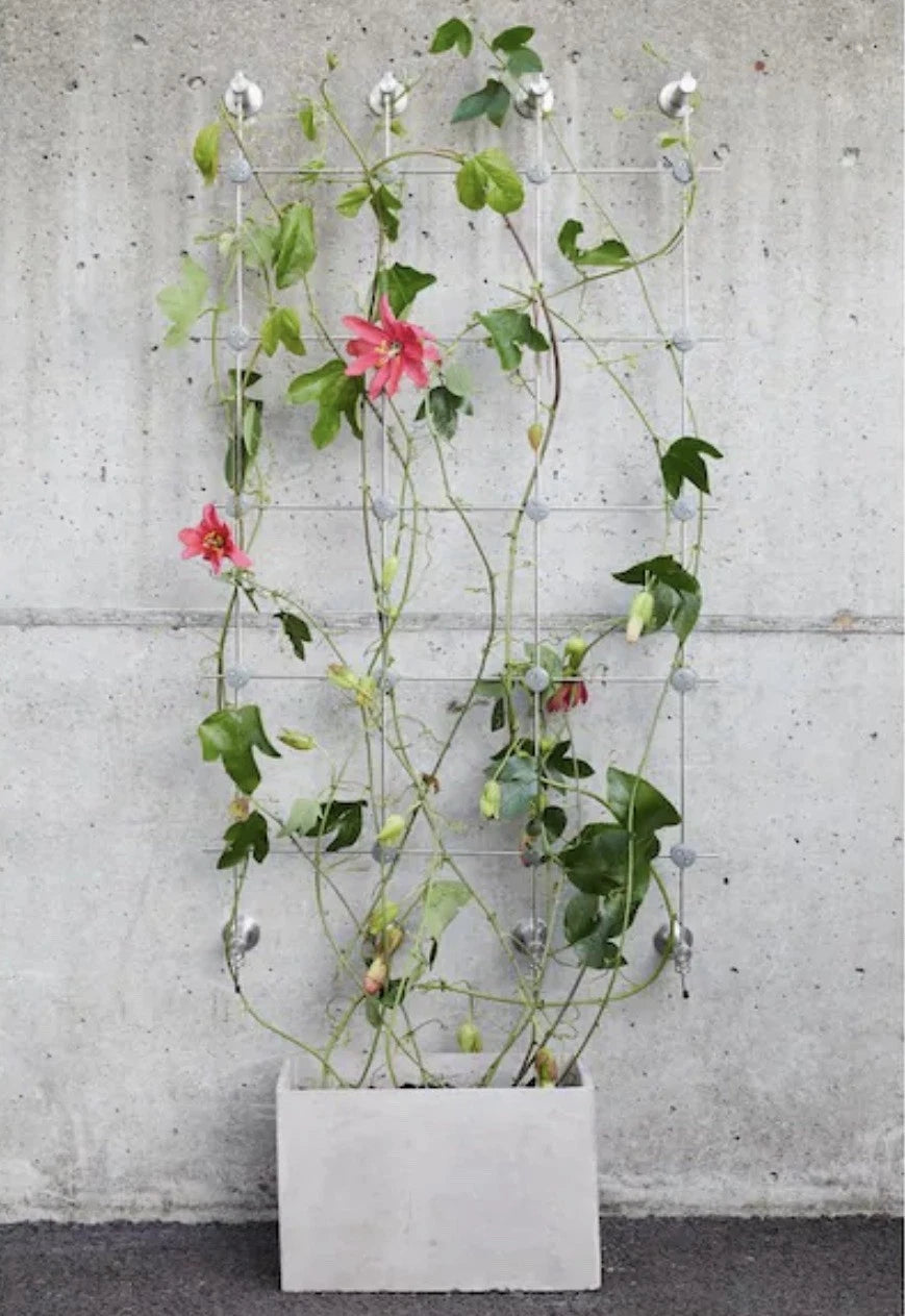 Jakob Rope System GreenKit-4 80 in. x 38 in. Stainless Steel Wall Mount Trellis.